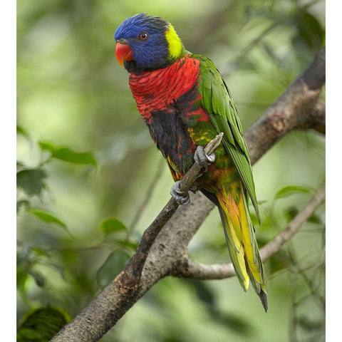 Rainbow Lory or Green Naped Lory Black Modern Wood Framed Art Print with Double Matting by Fitzharris, Tim