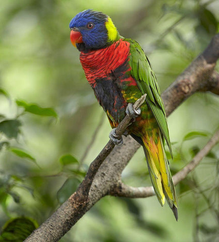 Rainbow Lory or Green Naped Lory White Modern Wood Framed Art Print with Double Matting by Fitzharris, Tim