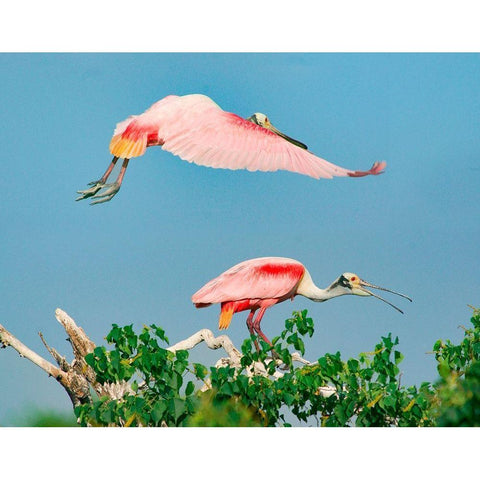 Roseate Spoonbills on Nest-High Island-Texas USA Black Modern Wood Framed Art Print with Double Matting by Fitzharris, Tim