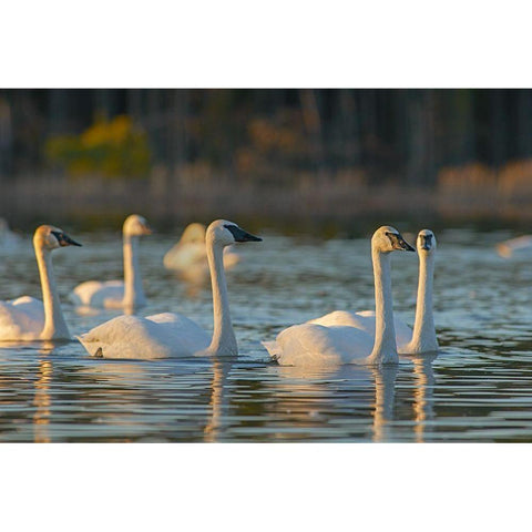 Trumpeter Swans-Magness Lake-Arkansas Gold Ornate Wood Framed Art Print with Double Matting by Fitzharris, Tim