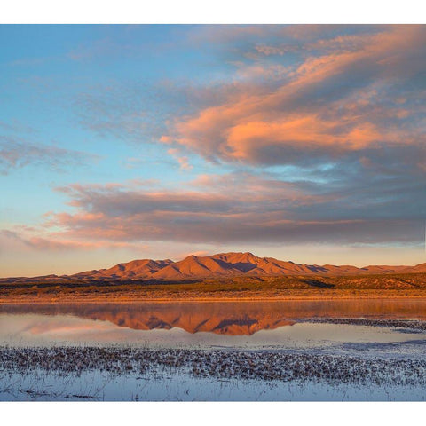 Crane Pool at Bosque del Apache NWR -NM Gold Ornate Wood Framed Art Print with Double Matting by Fitzharris, Tim