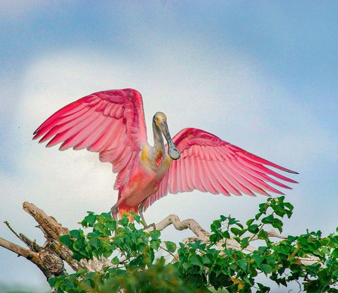 Roseate Spoonbills Landing Black Ornate Wood Framed Art Print with Double Matting by Fitzharris, Tim