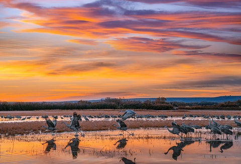 Sandhill Cranes-Bosque del Apache NWR New Mexico Black Ornate Wood Framed Art Print with Double Matting by Fitzharris, Tim