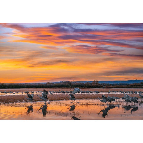 Sandhill Cranes-Bosque del Apache NWR New Mexico Black Modern Wood Framed Art Print with Double Matting by Fitzharris, Tim