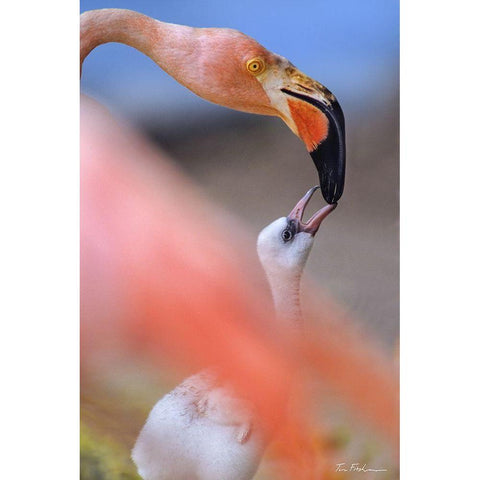 Carribean Greater Flamingo with Chick Black Modern Wood Framed Art Print with Double Matting by Fitzharris, Tim