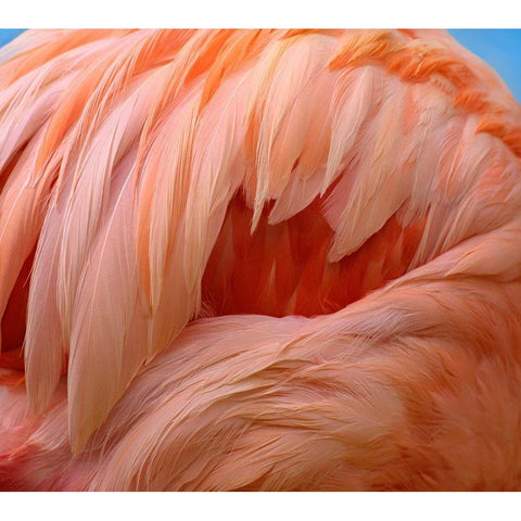 Caribbean Greater Flamingo White Modern Wood Framed Art Print by Fitzharris, Tim