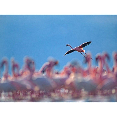 Lesser Flamingos-Lake Bogoria-Kenya White Modern Wood Framed Art Print by Fitzharris, Tim