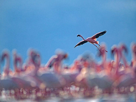 Lesser Flamingos-Lake Bogoria-Kenya Black Ornate Wood Framed Art Print with Double Matting by Fitzharris, Tim