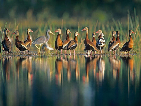 Black-bellied Whistling Ducks Black Ornate Wood Framed Art Print with Double Matting by Fitzharris, Tim