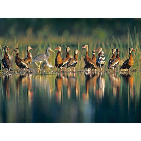 Black-bellied Whistling Ducks Black Modern Wood Framed Art Print by Fitzharris, Tim