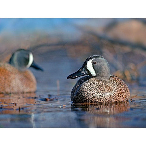 Blue-winged Teals White Modern Wood Framed Art Print by Fitzharris, Tim