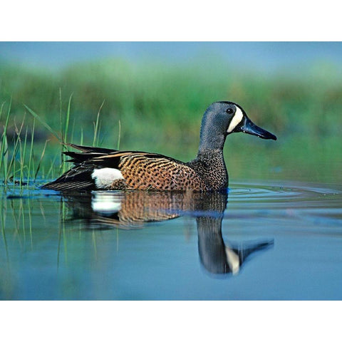 Blue-winged Teal Gold Ornate Wood Framed Art Print with Double Matting by Fitzharris, Tim