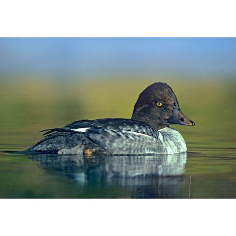 Common Golden-eye Duck Female Gold Ornate Wood Framed Art Print with Double Matting by Fitzharris, Tim