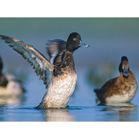 Lesser Scaup Duck I Black Modern Wood Framed Art Print with Double Matting by Fitzharris, Tim