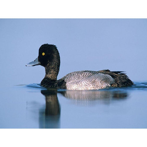 Lesser Scaup Duck II Black Modern Wood Framed Art Print by Fitzharris, Tim