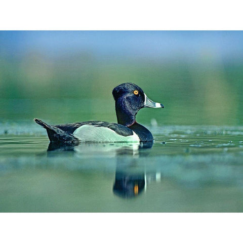 Ring-necked Duck White Modern Wood Framed Art Print by Fitzharris, Tim