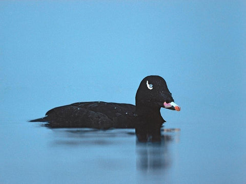 White-winged scoter-Esquimalt Lagoon-British Columbia White Modern Wood Framed Art Print with Double Matting by Fitzharris, Tim