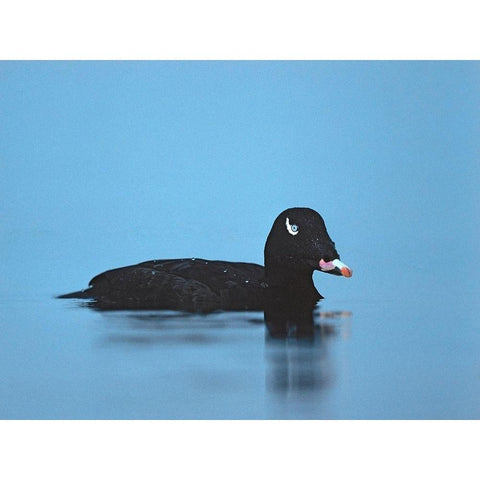 White-winged scoter-Esquimalt Lagoon-British Columbia Black Modern Wood Framed Art Print by Fitzharris, Tim