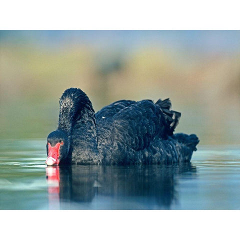 Black Swan Sipping Water Black Modern Wood Framed Art Print with Double Matting by Fitzharris, Tim