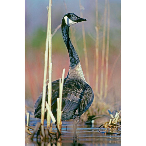 Canada Goose I Black Modern Wood Framed Art Print with Double Matting by Fitzharris, Tim