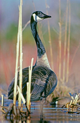 Canada Goose I Black Ornate Wood Framed Art Print with Double Matting by Fitzharris, Tim