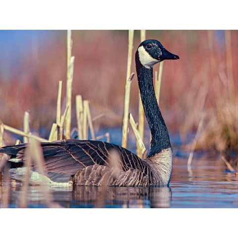 Canada Goose II Gold Ornate Wood Framed Art Print with Double Matting by Fitzharris, Tim