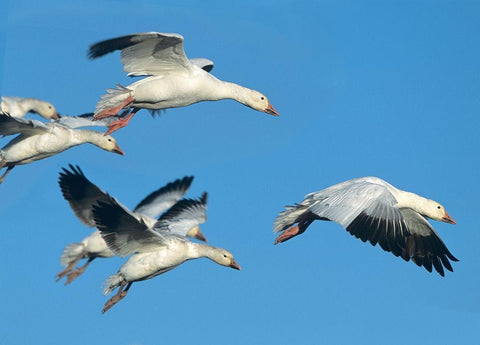 Snow Geese in Flight White Modern Wood Framed Art Print with Double Matting by Fitzharris, Tim