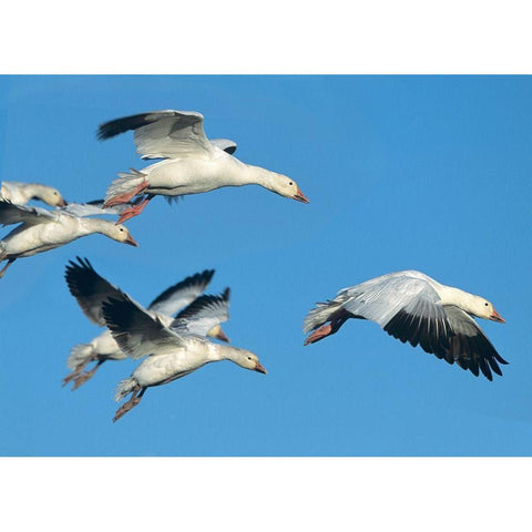 Snow Geese in Flight White Modern Wood Framed Art Print by Fitzharris, Tim