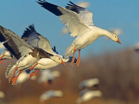 Snow Geese Landing White Modern Wood Framed Art Print with Double Matting by Fitzharris, Tim