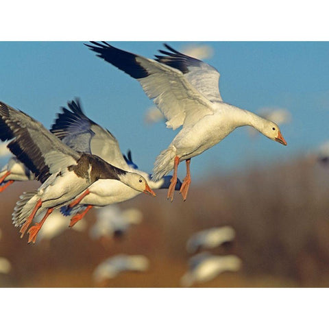 Snow Geese Landing Black Modern Wood Framed Art Print with Double Matting by Fitzharris, Tim
