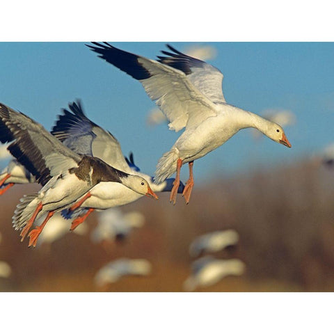 Snow Geese Landing Black Modern Wood Framed Art Print by Fitzharris, Tim