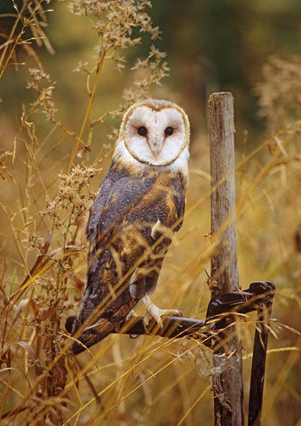 Barn Owl I White Modern Wood Framed Art Print with Double Matting by Fitzharris, Tim