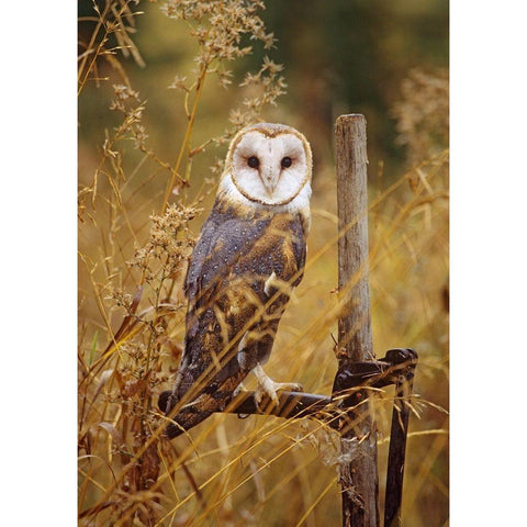 Barn Owl I White Modern Wood Framed Art Print by Fitzharris, Tim