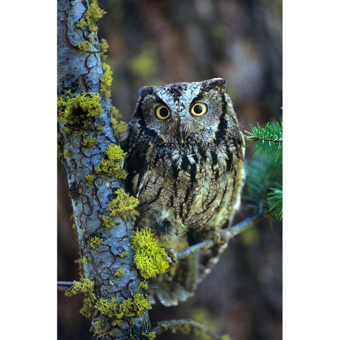 Western Screech Owl I Black Modern Wood Framed Art Print by Fitzharris, Tim