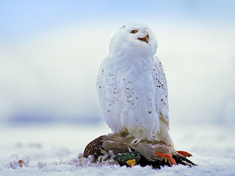 Snowy Owl with Mallard White Modern Wood Framed Art Print with Double Matting by Fitzharris, Tim