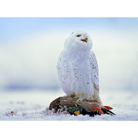 Snowy Owl with Mallard Gold Ornate Wood Framed Art Print with Double Matting by Fitzharris, Tim