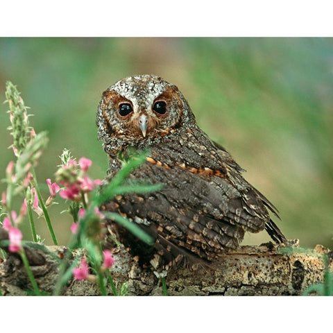 Flammulated Owl I Black Modern Wood Framed Art Print by Fitzharris, Tim