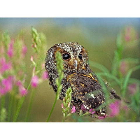 Flammulated Owl II Black Modern Wood Framed Art Print with Double Matting by Fitzharris, Tim