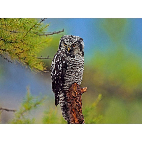 Northern Hawk Owl Gold Ornate Wood Framed Art Print with Double Matting by Fitzharris, Tim