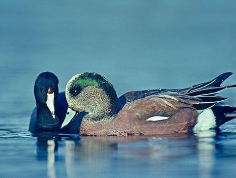 Coot Hoping to Share Food with American Widgeon Drake White Modern Wood Framed Art Print with Double Matting by Fitzharris, Tim