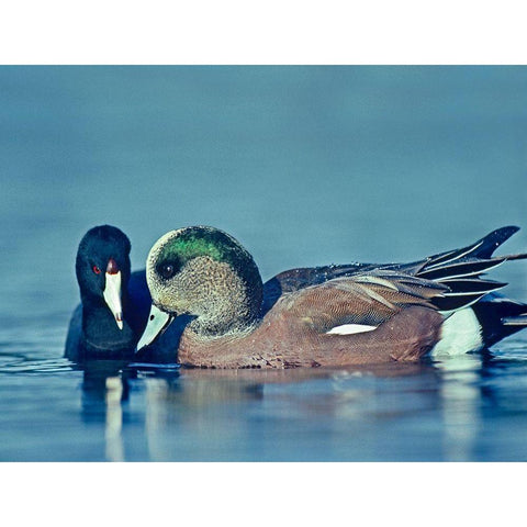 Coot Hoping to Share Food with American Widgeon Drake White Modern Wood Framed Art Print by Fitzharris, Tim