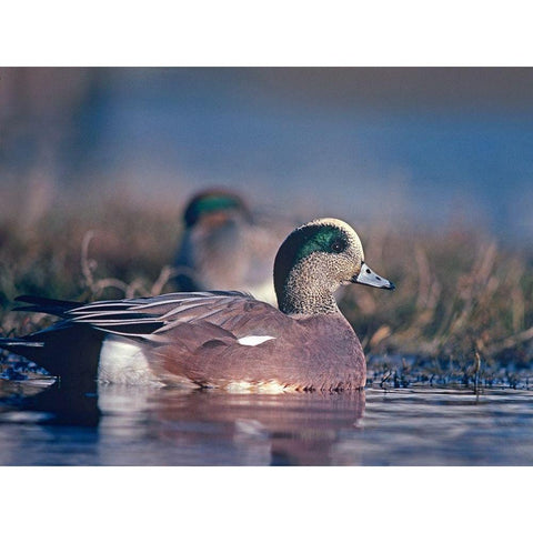 American Wigeon Drake with Hen Black Modern Wood Framed Art Print with Double Matting by Fitzharris, Tim