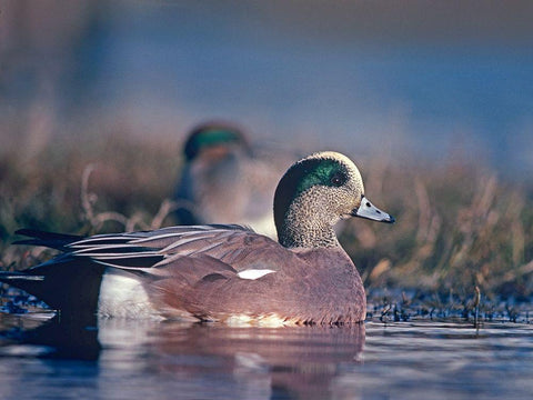 American Wigeon Drake with Hen White Modern Wood Framed Art Print with Double Matting by Fitzharris, Tim