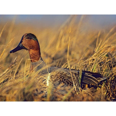 Green-winged Teal Drake Gold Ornate Wood Framed Art Print with Double Matting by Fitzharris, Tim