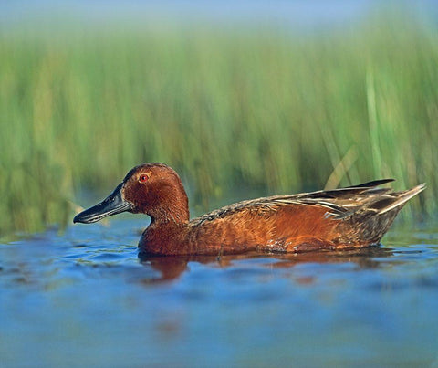 Cinnamon Teal Drake Black Ornate Wood Framed Art Print with Double Matting by Fitzharris, Tim