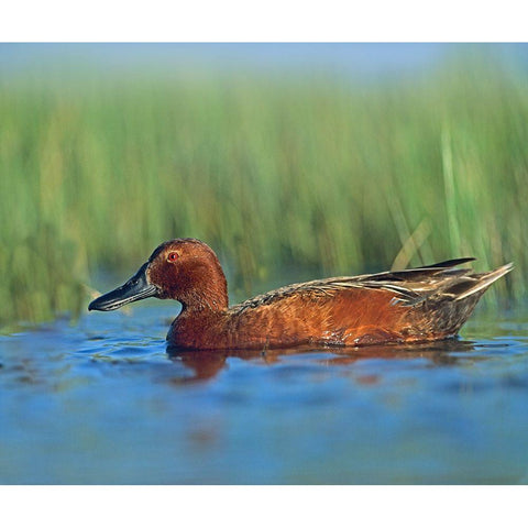 Cinnamon Teal Drake Black Modern Wood Framed Art Print with Double Matting by Fitzharris, Tim