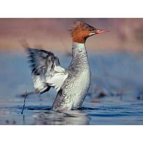 Common Merganser Black Modern Wood Framed Art Print with Double Matting by Fitzharris, Tim