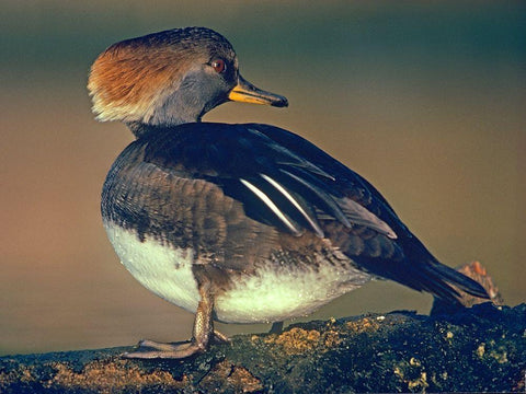 Hooded Merganser Female Black Ornate Wood Framed Art Print with Double Matting by Fitzharris, Tim