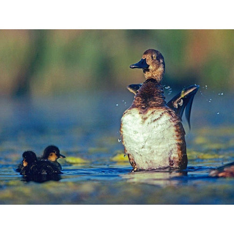 Lesser Scaup Female and Young White Modern Wood Framed Art Print by Fitzharris, Tim