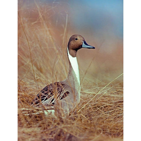 Northern Pintail Drake Black Modern Wood Framed Art Print with Double Matting by Fitzharris, Tim